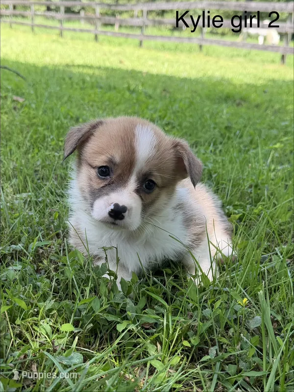 KF2 – Pembroke Welsh Corgi puppy for sale in Spring Hope, NC