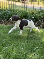 Patched ticked F3, a female German Shorthaired Pointer for sale in Spring Hope, NC – 2 of 8