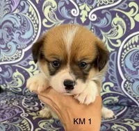 KM1, a male Pembroke Welsh Corgi for sale in Spring Hope, NC – 4 of 8