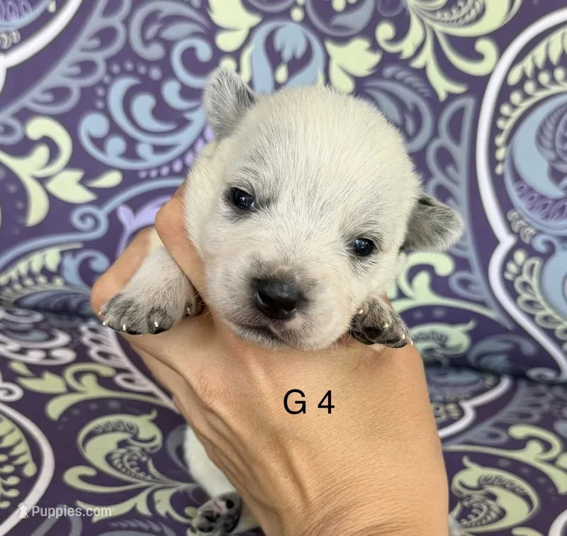 River G4 – Australian Cattle Dog puppy for sale in Spring Hope, NC