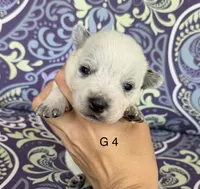 River G4, a female Australian Cattle Dog for sale in Spring Hope, NC – 1 of 4