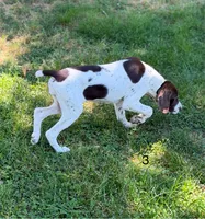 Diane, a female German Shorthaired Pointer for sale in Spring Hope, NC – 3 of 5