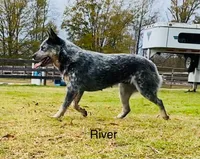 River B1, a male Australian Cattle Dog for sale in Spring Hope, NC – 3 of 4
