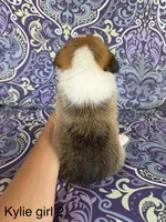 KF2, a female Pembroke Welsh Corgi for sale in Spring Hope, NC – 4 of 7