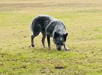 River B2, a male Australian Cattle Dog for sale in Spring Hope, NC – 4 of 4