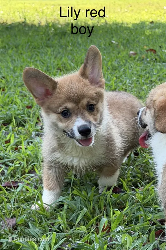 LM red – Pembroke Welsh Corgi puppy for sale in Spring Hope, NC