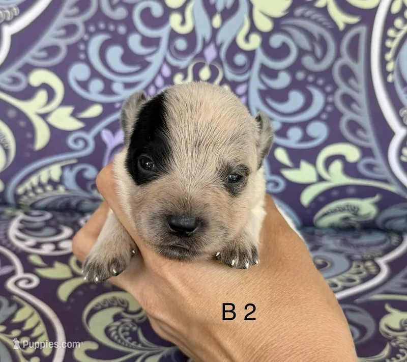 River B2 – Australian Cattle Dog puppy for sale in Spring Hope, NC