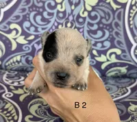 River B2, a male Australian Cattle Dog for sale in Spring Hope, NC – 1 of 4