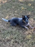 Tango, a male Australian Cattle Dog for sale in Spring Hope, NC – 4 of 6
