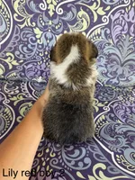 LM sable, a male Pembroke Welsh Corgi for sale in Spring Hope, NC – 4 of 7