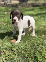 Patched ticked F2, a female German Shorthaired Pointer for sale in Spring Hope, NC – Photo 2 of 6