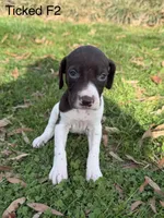 Patched ticked F2, a female German Shorthaired Pointer for sale in Spring Hope, NC – Photo 4 of 6