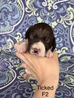 Patched ticked F2, a female German Shorthaired Pointer for sale in Spring Hope, NC – Photo 1 of 4