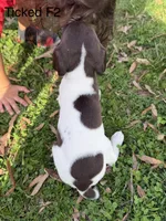 Patched ticked F2, a female German Shorthaired Pointer for sale in Spring Hope, NC – Photo 6 of 6