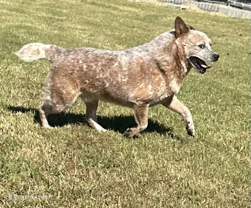 Tito – Australian Cattle Dog puppy for sale in Spring Hope, NC