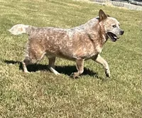 Tito, a male Australian Cattle Dog for sale in Spring Hope, NC – 1 of 3