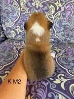 KM2, a male Pembroke Welsh Corgi for sale in Spring Hope, NC – 2 of 5
