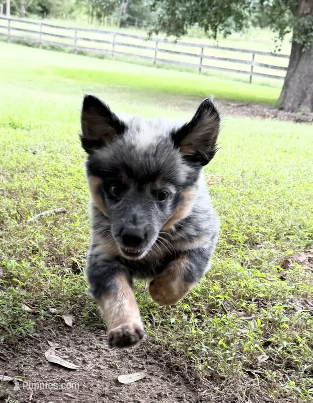 River B2  – Australian Cattle Dog puppy for sale in Spring Hope, NC