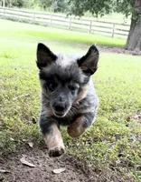 River B2 , a male Australian Cattle Dog for sale in Spring Hope, NC – 1 of 6