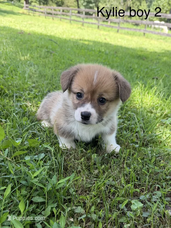 KM2 – Pembroke Welsh Corgi puppy for sale in Spring Hope, NC
