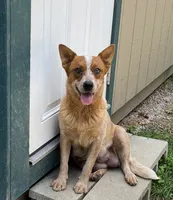 Blizzard, a female Australian Cattle Dog for sale in Spring Hope, NC – 2 of 3