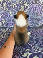 KF3, a female Pembroke Welsh Corgi for sale in Spring Hope, NC – 2 of 5