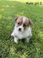 KF2, a female Pembroke Welsh Corgi for sale in Spring Hope, NC – 2 of 7