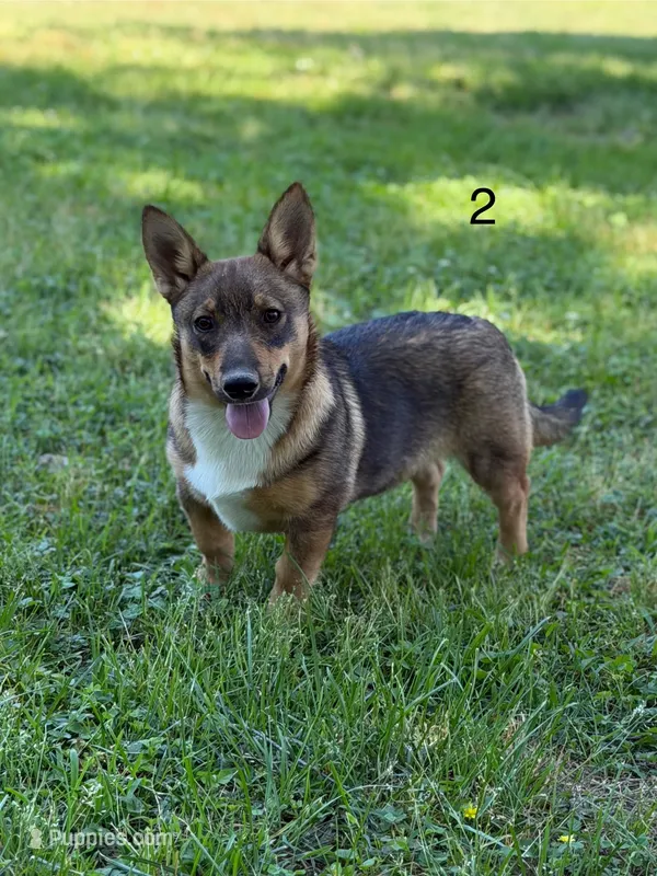 Padme M 2 – Swedish Vallhund puppy for sale in Spring Hope, NC