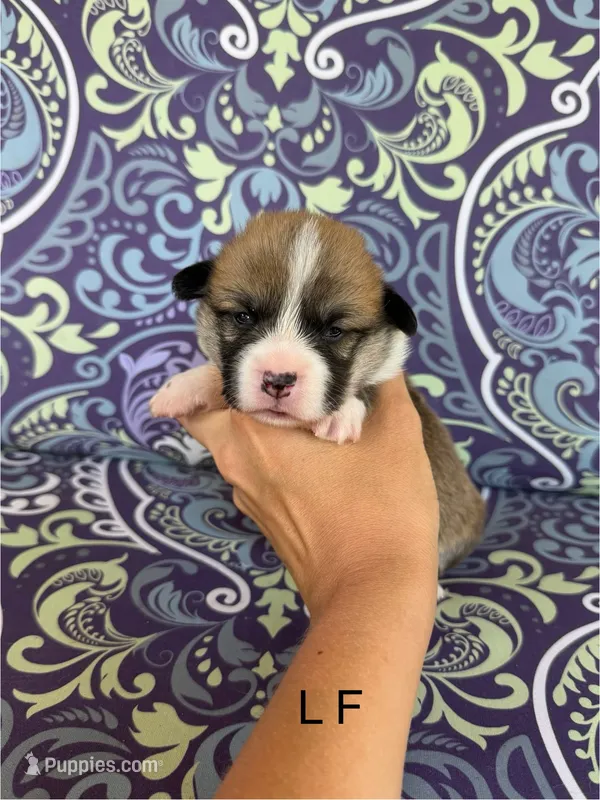 L F – Pembroke Welsh Corgi puppy for sale in Spring Hope, NC