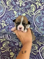 L F, a female Pembroke Welsh Corgi for sale in Spring Hope, NC – 1 of 5