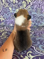 L F, a female Pembroke Welsh Corgi for sale in Spring Hope, NC – 2 of 5