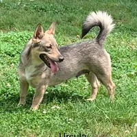 Ursula M6, a male Swedish Vallhund for sale in Spring Hope, NC – Photo 5 of 7