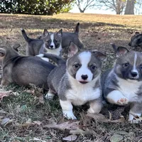 Ursula M6, a male Swedish Vallhund for sale in Spring Hope, NC – Photo 6 of 7