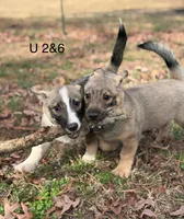 Ursula M6, a male Swedish Vallhund for sale in Spring Hope, NC – Photo 3 of 7