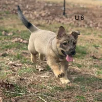 Ursula M6, a male Swedish Vallhund for sale in Spring Hope, NC – Photo 2 of 7