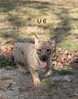 Ursula M6, a male Swedish Vallhund for sale in Spring Hope, NC – Photo 1 of 7