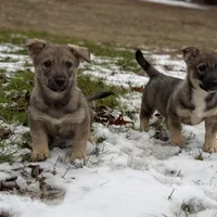 Ursula M6, a male Swedish Vallhund for sale in Spring Hope, NC – Photo 4 of 7