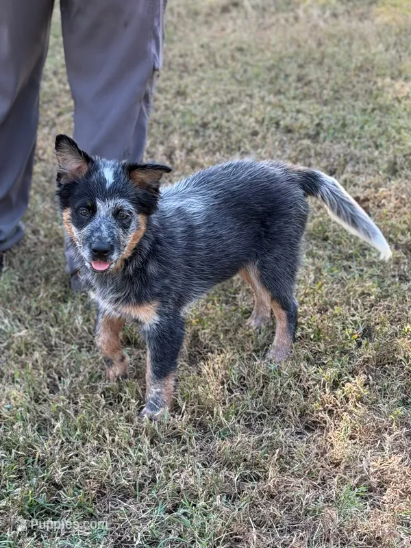 Tango – Australian Cattle Dog puppy for sale in Spring Hope, NC