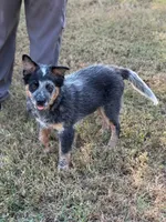 Tango, a male Australian Cattle Dog for sale in Spring Hope, NC – 1 of 6