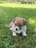 KM2, a male Pembroke Welsh Corgi for sale in Spring Hope, NC – 2 of 7