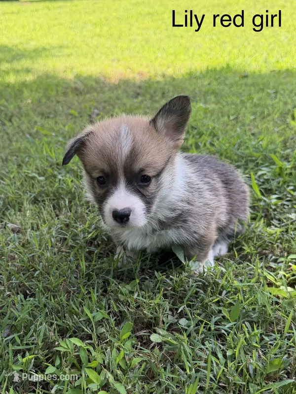 L F – Pembroke Welsh Corgi puppy for sale in Spring Hope, NC