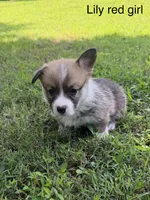 L F, a female Pembroke Welsh Corgi for sale in Spring Hope, NC – 1 of 7