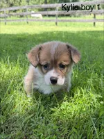 KM1, a male Pembroke Welsh Corgi for sale in Spring Hope, NC – 2 of 8