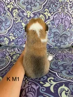 KM1, a male Pembroke Welsh Corgi for sale in Spring Hope, NC – 2 of 6