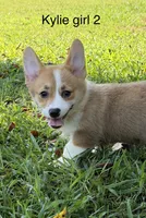 Kylie G2, a female Pembroke Welsh Corgi for sale in Spring Hope, NC – 6 of 7