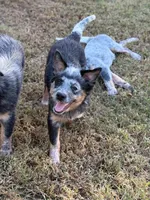Hula, a female Australian Cattle Dog for sale in Spring Hope, NC – 2 of 5