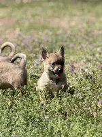 Padme M3, a male Swedish Vallhund for sale in Spring Hope, NC – Photo 1 of 6