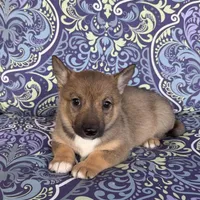 Padme M3, a male Swedish Vallhund for sale in Spring Hope, NC – Photo 4 of 6