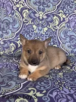 Padme M3, a male Swedish Vallhund for sale in Spring Hope, NC – Photo 2 of 4