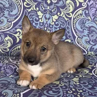 Padme M3, a male Swedish Vallhund for sale in Spring Hope, NC – Photo 3 of 6